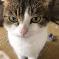 member face