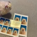 member face