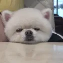 member face