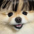 member face