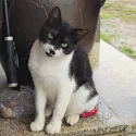 member face