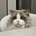 member face