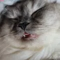 member face