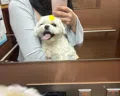 member face