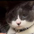 member face
