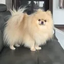 member face