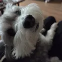 member face