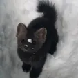 member face