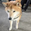 member face
