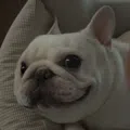 member face