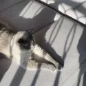 member face