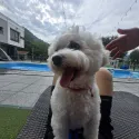 member face
