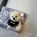 member face