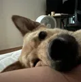 member face