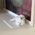 member face
