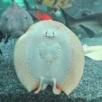 member face