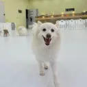 member face