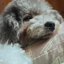 member face