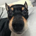 member face