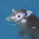 member face