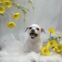 member face