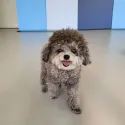 member face