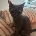 member face
