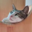member face