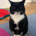 member face