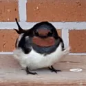 member face