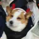 member face