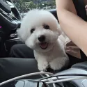 member face