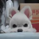 member face