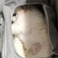 member face