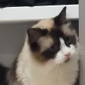 member face
