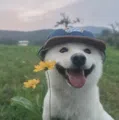 member face