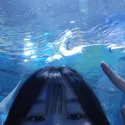 member face