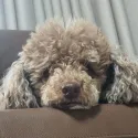 member face