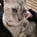 member face