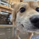 member face