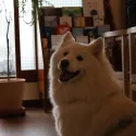 member face
