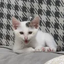 member face