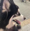 member face
