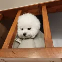 member face