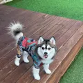 member face
