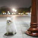 member face