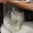 member face