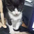 member face