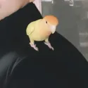 member face
