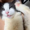 member face